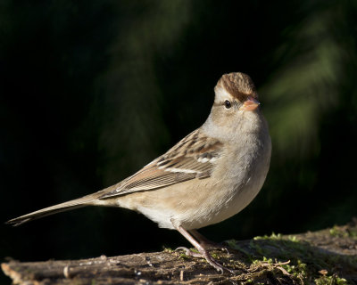 bruant  couronne blanche juv - juv white crowned sparrow