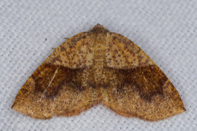 American Barred Umber Moth - Plagodis Pulveraria (6836)