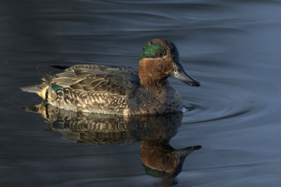 sarcelle d hiver - green winged teal