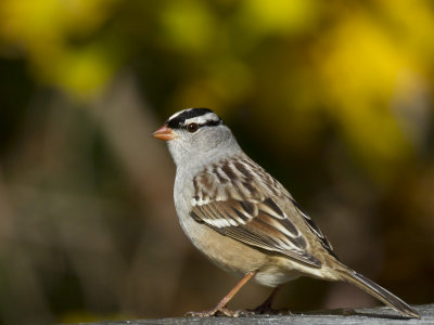brunt couronne blanche - white crowned sparrow