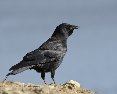 corneille d amrique - american crow