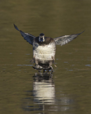 fuligule  collier - ring necked duck