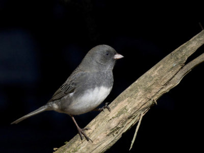 junco ardois - dark eyed junco