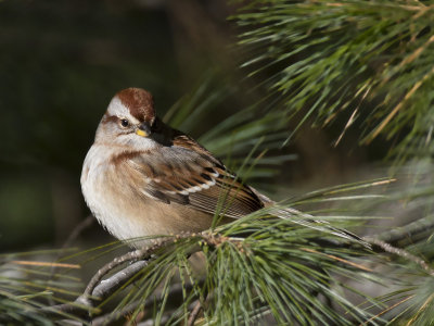 bruant hudsonnien - american tree sparrow