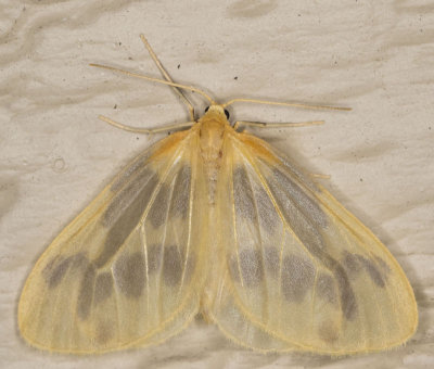Beggar Moth - Eubaphe mendica (7440)