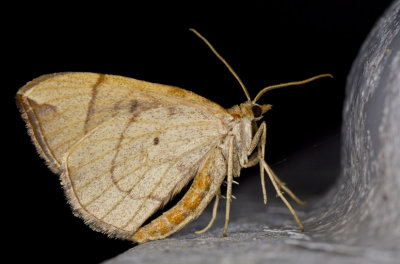 Chevron Moth - Eulithis Testata (7201)