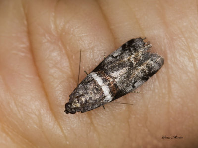 Destructive Pruneworm Moth - Acrobasis tricolorella (5655)
