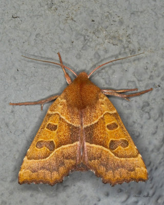Scalloped Sallow Moth  Eucirroedia pampina (9952)