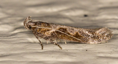 Goldenrod Gall Moth - Gnorimoschema Gallaesolidaginis (1986)