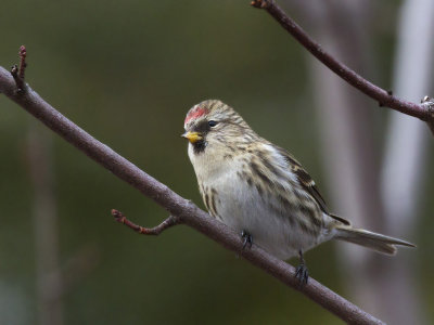 sizerin flammé - common redpoll
