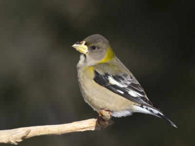 gros-bec errant - evening grosbeak