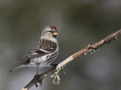 sizerin flammé - common redpoll