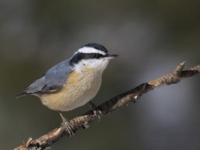 sittelle  poitrine rousse - red brested nuthatch