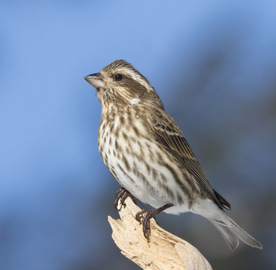 roselin pourpr - purple finch