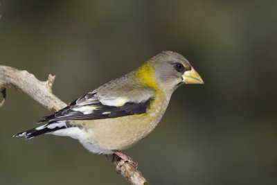 gros-bec errant - evening grosbeak