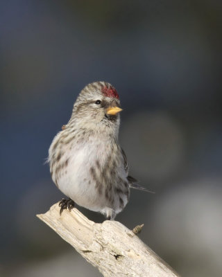 sizerin flammé - common redpoll
