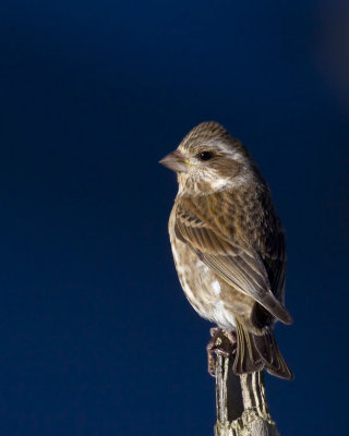 roselin pourpr - purple finch