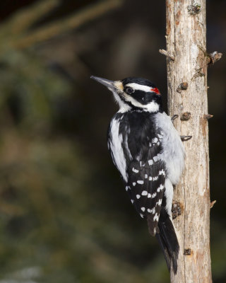 pic chevelu - hairy woodpecker