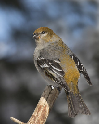 durbec des sapins - pine grosbeak