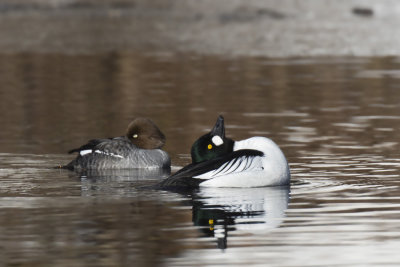 garrot  oeil d or - common golden eyes