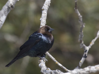 vacher  tte brune - brown headed cowbird