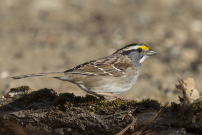 bruant  gorge blanche - white throated sparrow