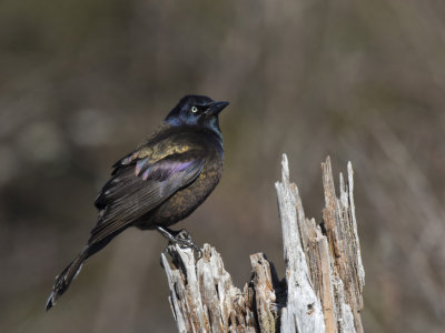 quiscale bronz - common grackle