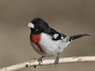 cardinal  poitrine rose - rose breasted grosbeak