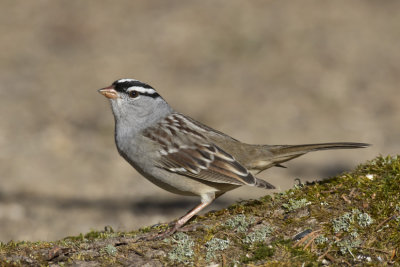 bruant  couronne blanche - white crowned sparrow