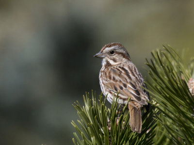 bruant chanteur - song sparrow