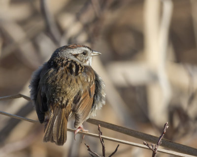 bruant des marais - swamp sparrow