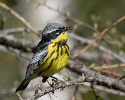 paruline  tte cendre - magnolia warbler