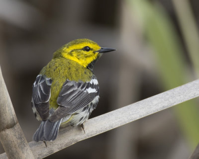 paruline  gorge noire - black throated green warbler