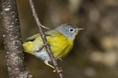 paruline  joues grises - nashville warbler