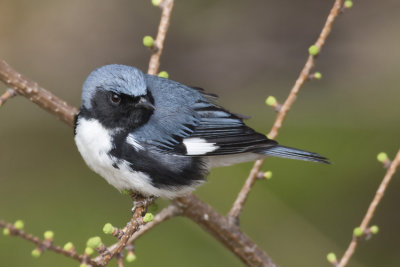 paruline bleu - black throated blue warbler