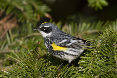 paruline  croupion jaune - yellow rumper warbler