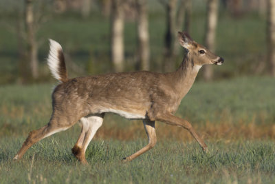 cerf de virginie - white tail deer