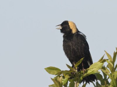 goglu des prs - bobolink