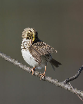 bruant des prs - savannah sparrow