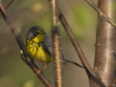 paruline du canada - canada warbler