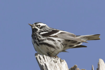 paruline noir et blanc - black and white warbler 