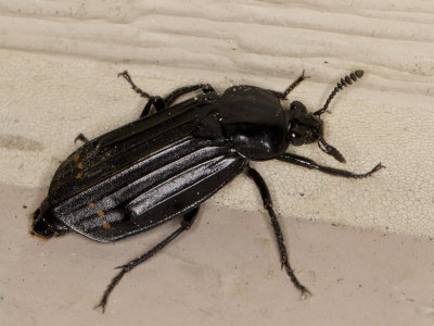 Grand Ncrophore - Red-lined Carrion Beetle - Nicrodes surinamensis