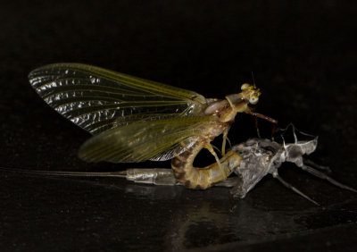 phmre -Mayflie - Ephemeroptera