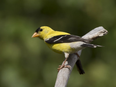 chardonneret jaune - american goldfinch