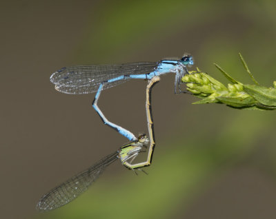 Agrion de Hagen - Hagen's bluet -  Enallagma hageni