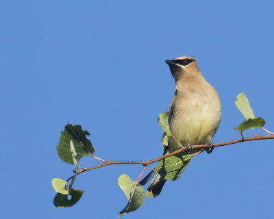 jaseur d amérique - cedar waxwing