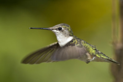 colibri  gorge rubis - ruby throated hummingbird