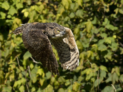 grand duc d amérique - great horned owl