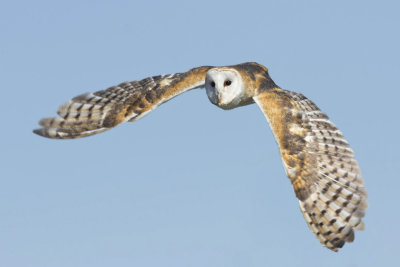 effraie des clochers - barn owl