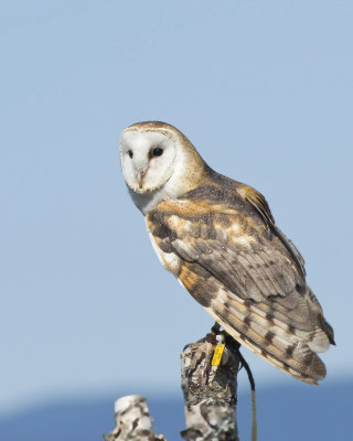 effraie des clochers - barn owl